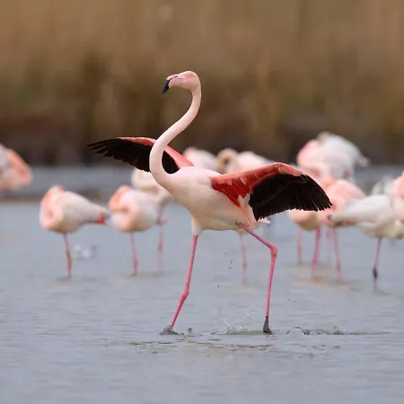 公寓 Escale Port-3 By Interhome *